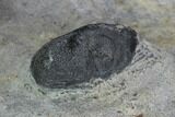 Devonian Ammonite (Anetoceras) With Trilobite Head - Morocco #99951-3